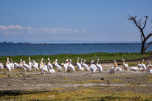 Crescent Island Tour