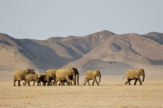 Damaraland Elefanten Tracking