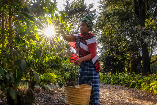 Tanzania Kaffee Tour